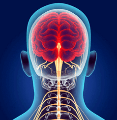 Illustratioun vun den Nerve Kanäl vun der Gebärmutterkierper